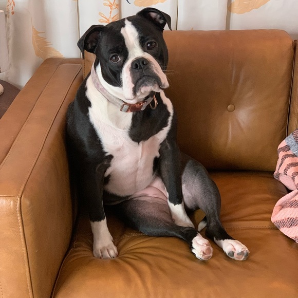 Meet your Posher, Holly - Picture 4 of 13